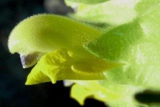 Rhinanthus alectorolophus ?